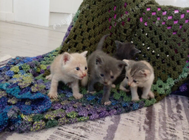 Beautiful kittens