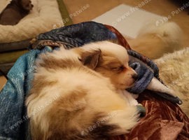 9 weeks old Pomeranian male puppy