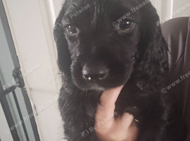 Working cocker spaniel pups