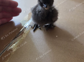 silkie usa chicks