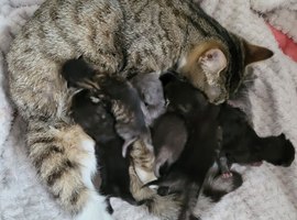 3x male and 2 x female turkish angora kittens