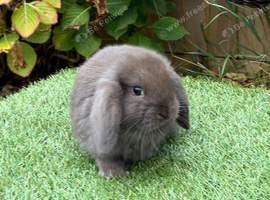 Pure bred mini lops .1 chocolate boy available.