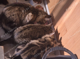 2 maine coons
