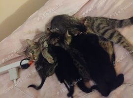 Kittens