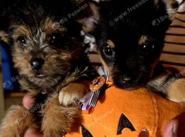 Yorkshire terrier puppies
