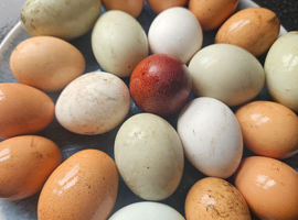 Hatching eggs