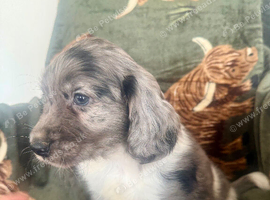 ️ beautiful cocker spaniel puppy&rsquo;s for sale ️
