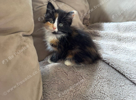 Persian kittens x
