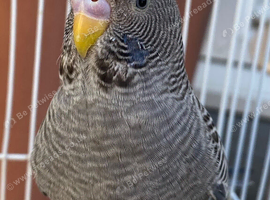 Young budgie