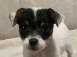Mini Jack Russell