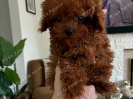 Beautiful, tiny Asian poodle boy & girl