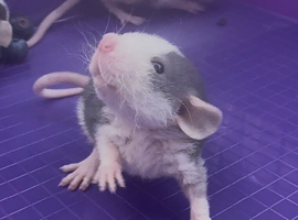 Grey & White and Brown Dumbo Rats smooth and rex