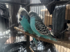 Budgie