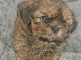 Imperial Shih Tzu Puppies