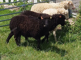 Ouessant sheep for sale