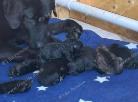 Shepadoodle puppies for sale