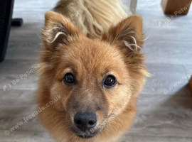 Pomeranian female puppy for sale | Cage + 2 gates included