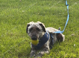 Female dog wanted