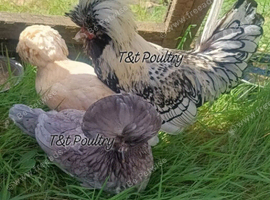 Trio Poland Bantams