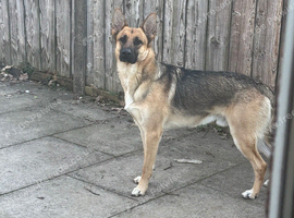German shepherd age 2