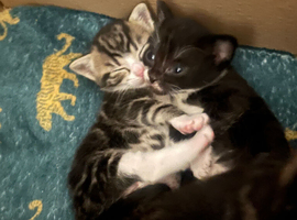 Tuxedo kittens for sale