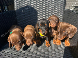 Miniature chocolate tan avalible