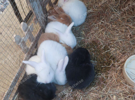 French lop babies