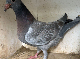 Coloured racing pigeons