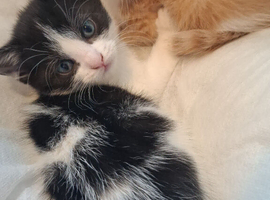 Black and white kitten