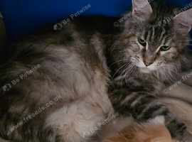 Maine Coon kitten Tica registered