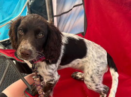 Cocker spaniel