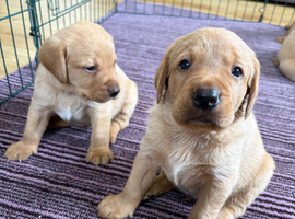 Fox red Labrador puppies for sale