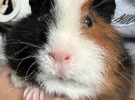 2 male guinea pigs