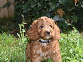 Ready Now F1 Toy Cockapoo Puppies Health Tested