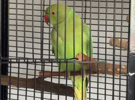 Rio - RingNeck talking parrot