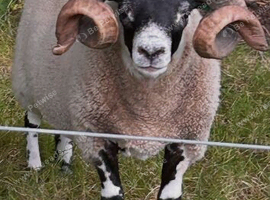 Blackface shearling Ram