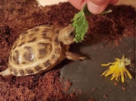 Baby Tortoise - with new fully set up home+accessories