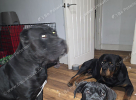 Cane corso pupy