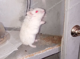 White albino