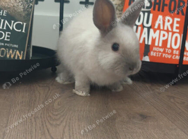 Mini lop x lion