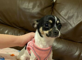 Chihuahua