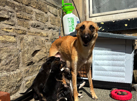 Collie x Malinios pups