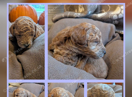 Beautiful Apricot Toy Poodle Puppy