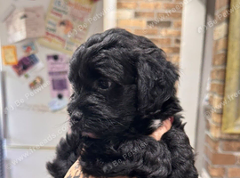 3 beautiful fluffy Jackapoo puppies