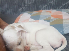 French bulldog/Staffordshire bull terrier