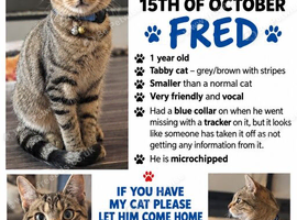 Missing cat reward if found