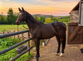17 year old tb mare