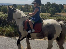 perfect children's pony!
