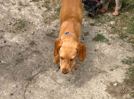 Beautiful Cocker Spaniel cross Pup Looking For Loving Home