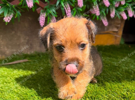 8 weeks old border terrier cross jack Russell boy